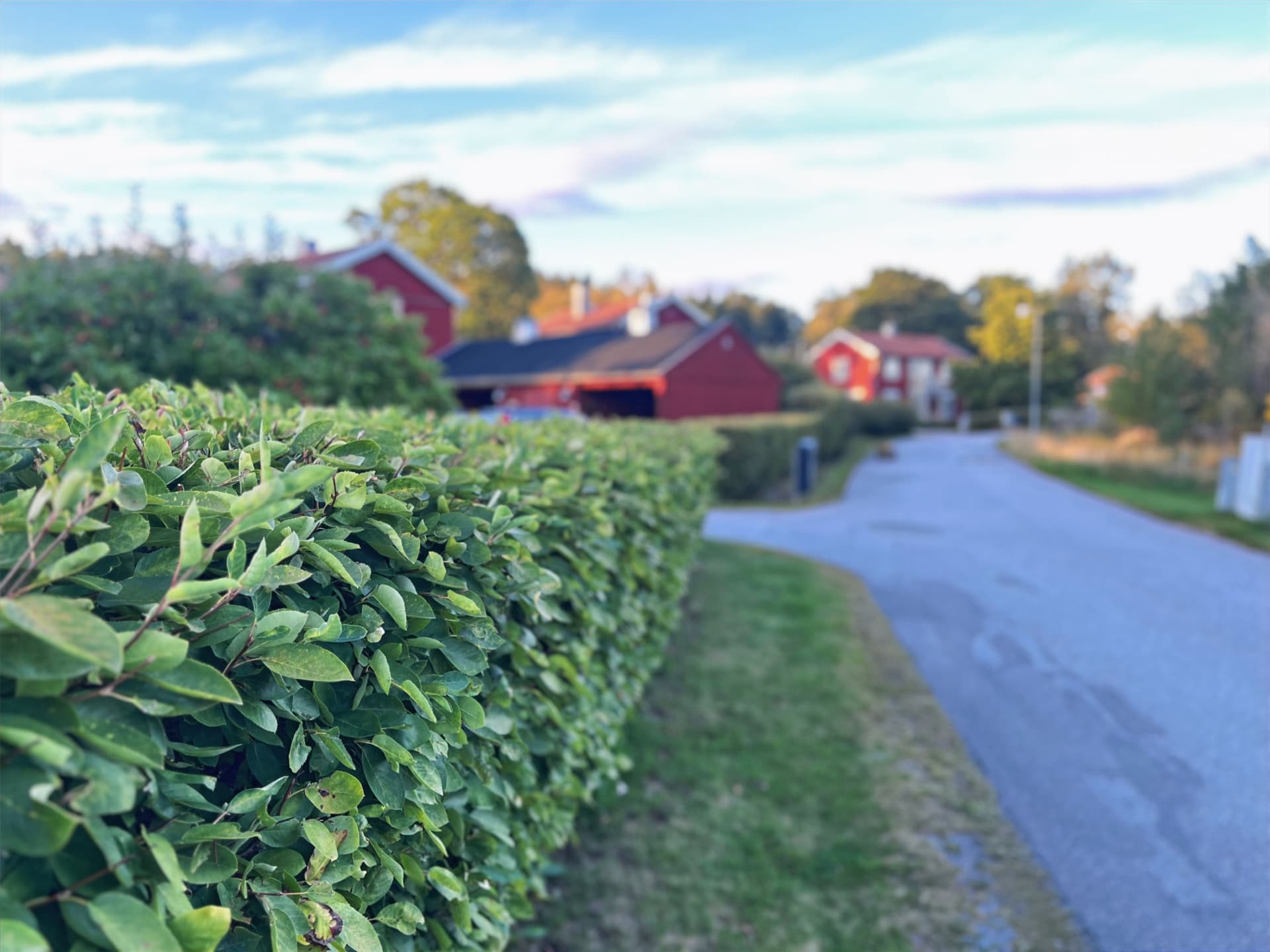 Klippt häck längs gatan med röda hus i höstsol på Pauli väg